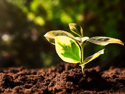 Umweltbewusstes Leben: Einfache Tipps für den grünen Alltag