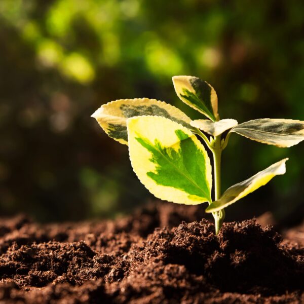 Umweltbewusstes Leben: Einfache Tipps für den grünen Alltag